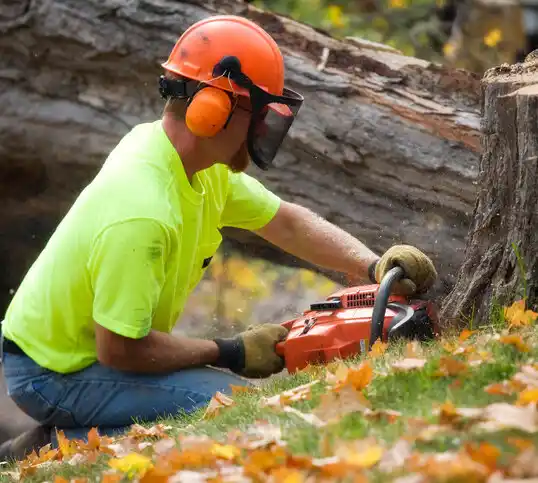 tree services Willards